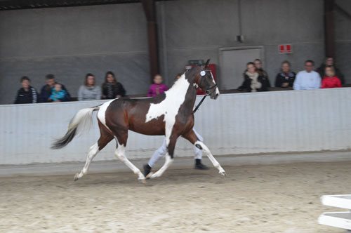 HAURUMS ACTION MANN *