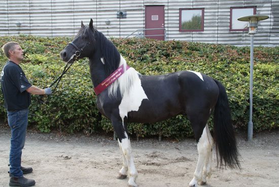 JEOPARDY AF BOELAA *