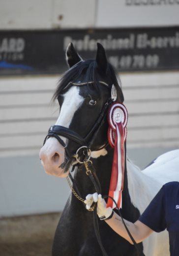 SNOWFLAKE VAN STALD BAROK *