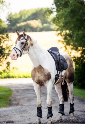 SØGÅRD'S AMAPASSO *