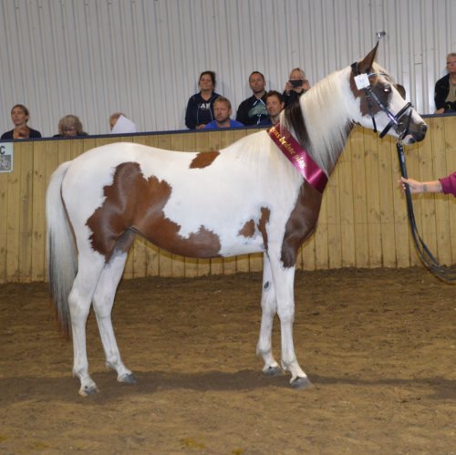 Gantrup Painted Fluffy