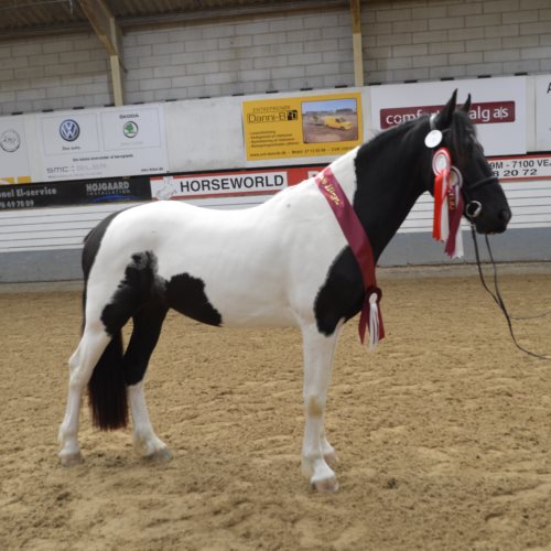 Harlekin af Dorotheasminde