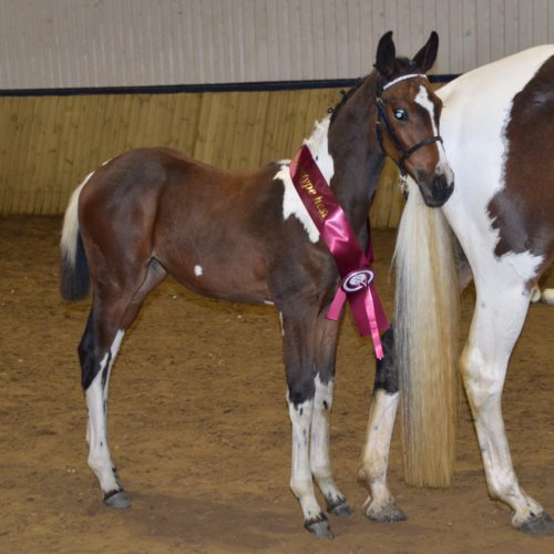 Laurbergs Cantolicious