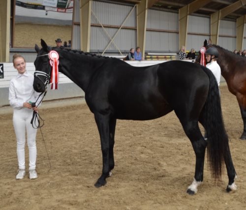 Hedetoft's Danzzché