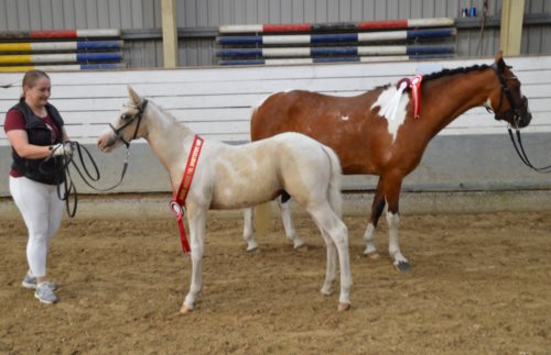 Hindbærhavens Papageno