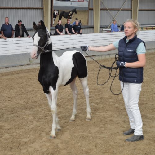 SNOWFLAKE VAN STALD BAROK *