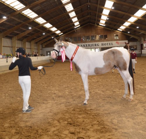 SØGÅRD'S AMAPASSO *