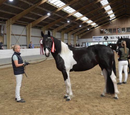 Tineke Fan Stald Barok