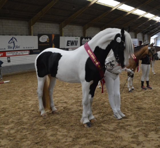 Viola af Stærbakkegaard