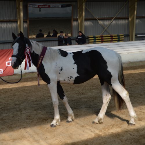 Hellas Fan Stald Barok