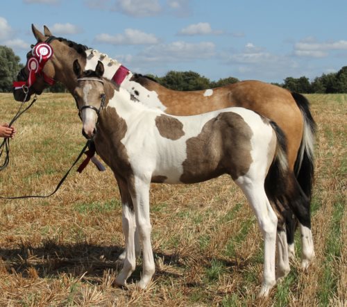 Laurbergs Cookie Pop