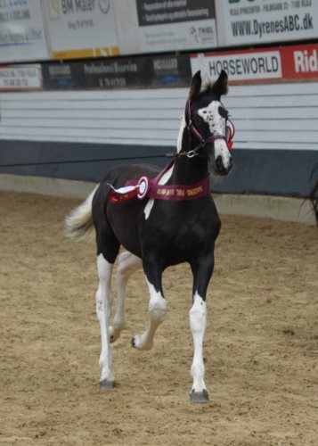 Precious Fan Stald Barok